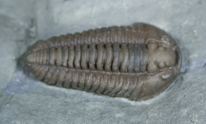 Top Quality Flexicalymene Retrorsa Trilobite #2292